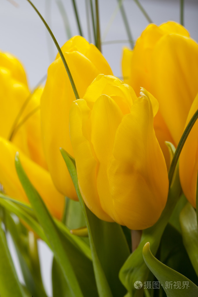 孤立在白色背景上的黄色郁金香