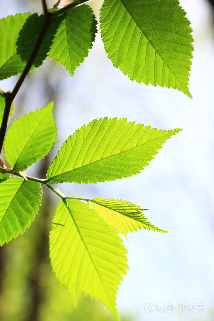 在一个晴朗的天春天绿色的树叶背景