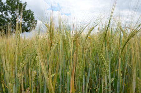 大麦谷物农业作物图片