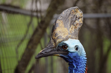 sdra cassowary