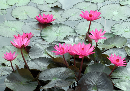 水中百合莲花