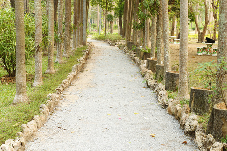 小小的公路穿过排树