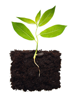 在地面的根图片