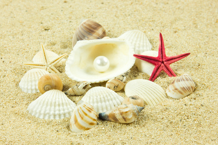 在沙滩上的贝壳 珍珠 海星
