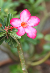 热带花卉粉红色沙漠