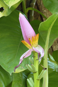 粉红香蕉花