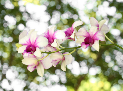 vackra lila vit orkid blomma美丽的紫色白色兰花花