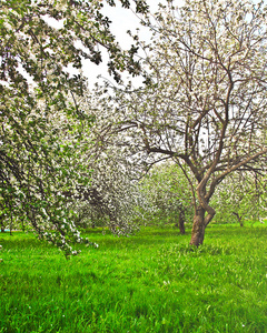 美丽怒放的装饰白色苹果和水果树在蔚蓝的天空中生动多彩春天公园充分的绿草的黎明初光与第一缕阳光，童话心的性质