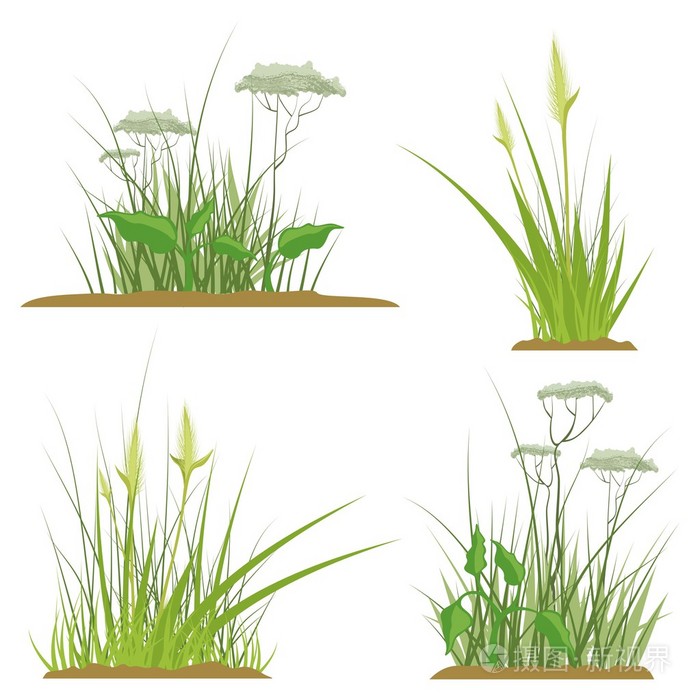 一组花卉草的设计元素,矢量插图系列