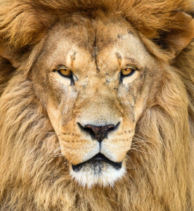 美丽的非洲狮的肖像