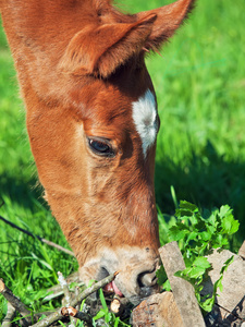 小栗 trakehner 马驹的肖像