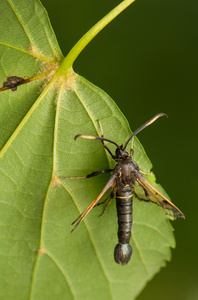 板栗 spheciformis