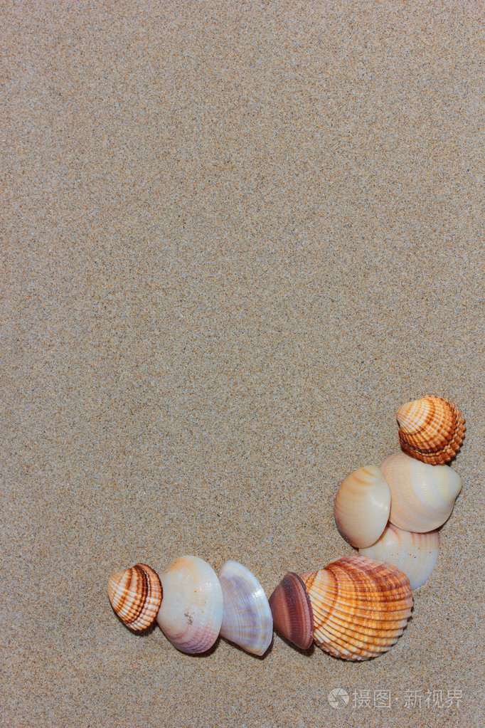 在海滩上的贝壳