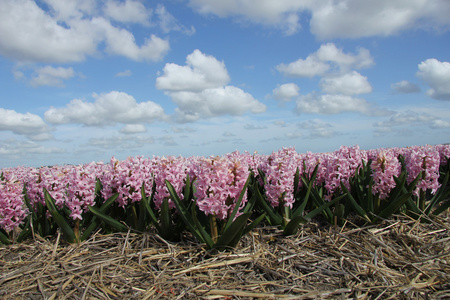 粉红色 hyacints