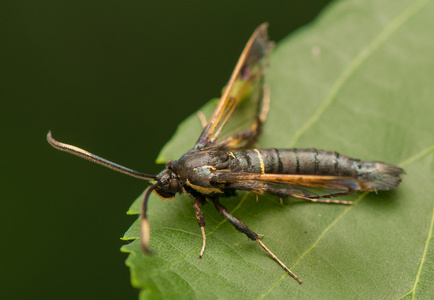 板栗 spheciformis