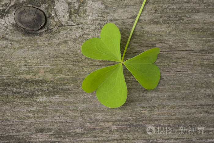 叶子的三叶草