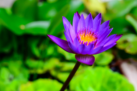 紫莲花湖中