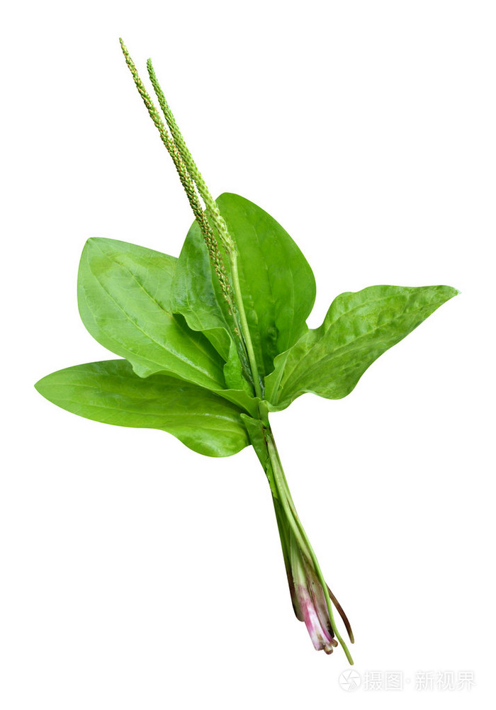 车前草孤立在白色