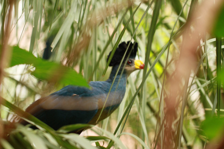 伟大的蓝色 turaco