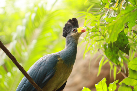 费舍尔的 Turaco