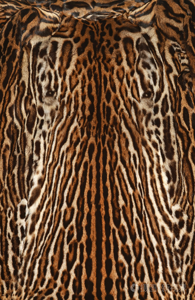 *4300px发票合同问题/查看作者其他作品查看更多>真正的豹皮豹皮毛