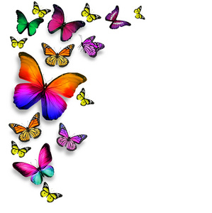 许多不同的蝴蝶飞，孤立在白色背景