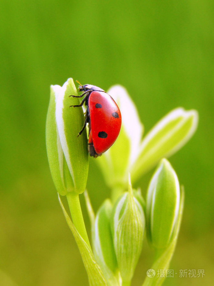 春天的花朵上瓢虫