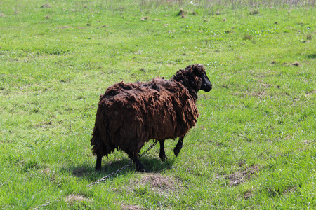在草地上放牧绵羊