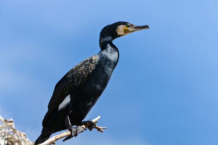 Phalacrocorax Carbo