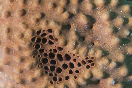 黄色的海绵细节在 raja ampat 巴布亚，印度尼西亚