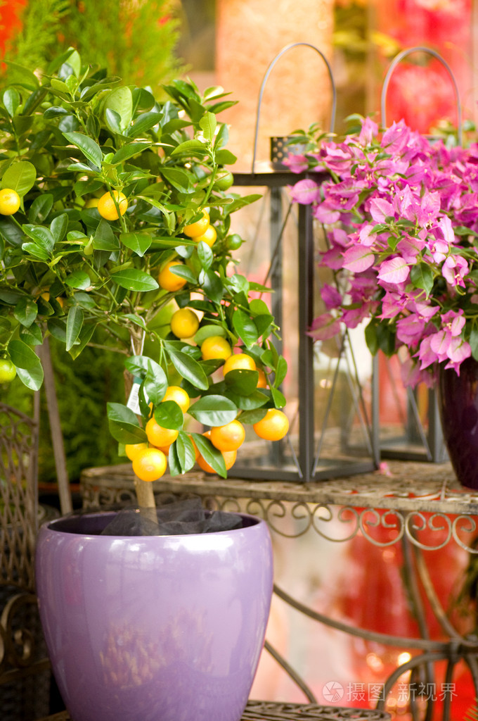 在白色背景上的小橘子树