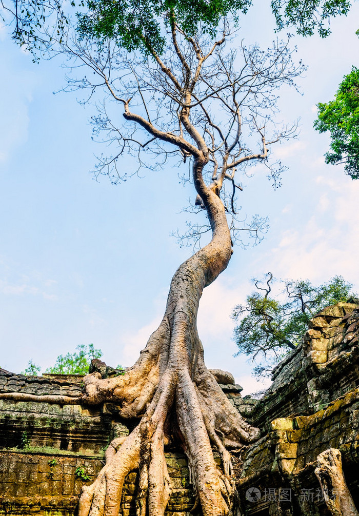寺庙园林环境的屋顶上的巨树柬埔寨ankorwat