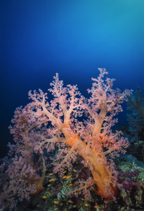苏丹红海U.W.. 热带鱼软珊瑚