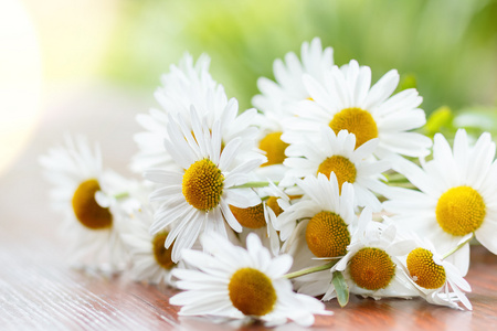 雏菊花与浅层焦点