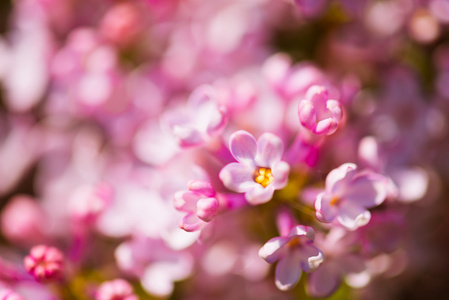 香丁香花 丁香寻常型。浅浅的深度国际剑联