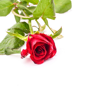 孤立在白色背景上的单个红色玫瑰花卉