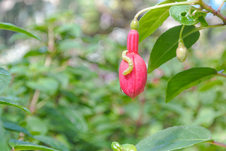 卡特彼勒在 unbloom 红色花