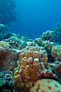 在热带海洋上蓝色的水背景的底部的硬珊瑚与珊瑚礁