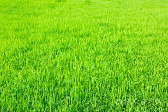 清新春天绿草