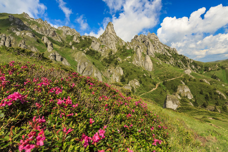 美丽的杜鹃花和 ciucas 山，罗马尼亚在夏天风景