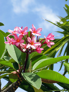 梅香鲜花