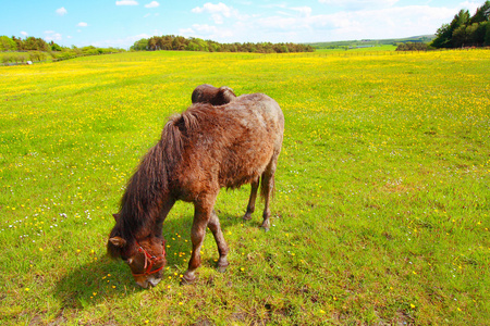 在春天草地上的两匹马