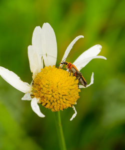 longhorn 甲虫