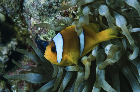 小丑鱼和 anemonefish