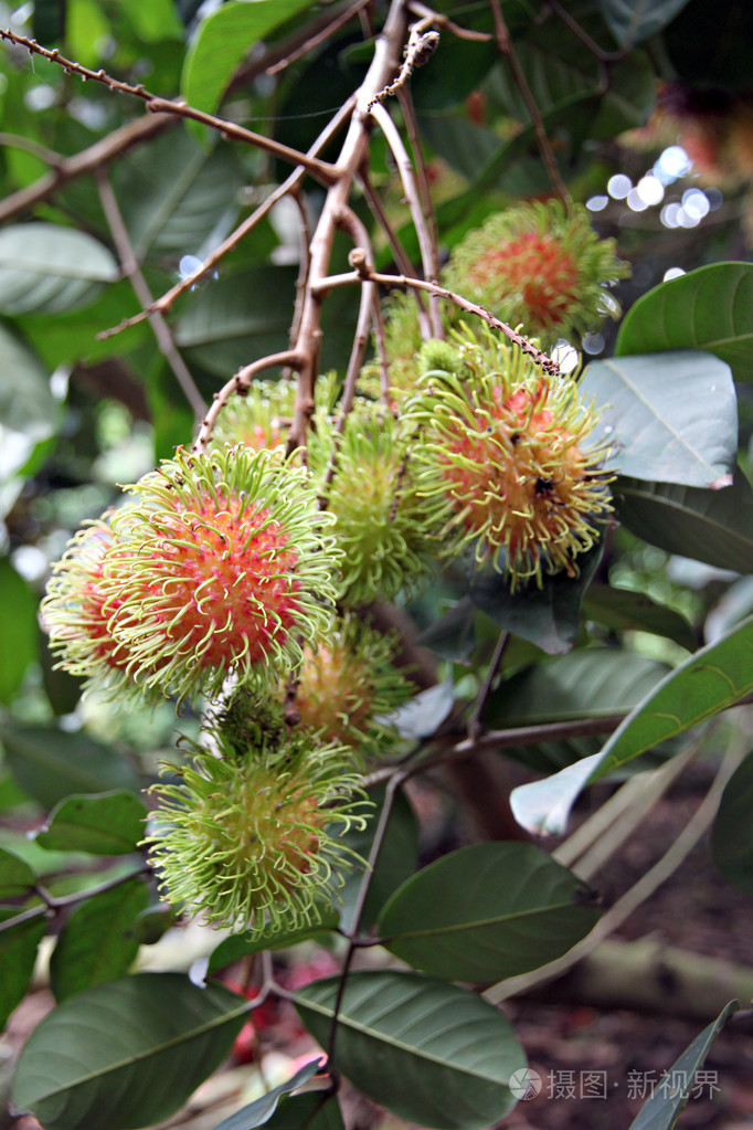 红毛丹水果国内泰国