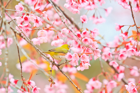 樱花与樱花绿绣眼鸟