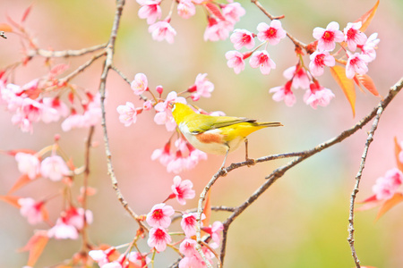 樱花与樱花绿绣眼鸟