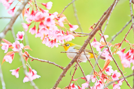 樱花与樱花绿绣眼鸟