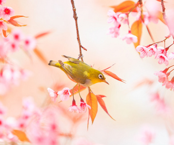 樱花与樱花绿绣眼鸟