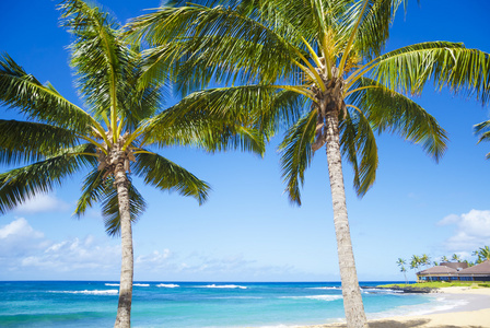 在夏威夷沙滩上的棕榈树